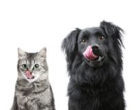 Hund Katze Zunge